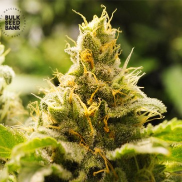 Семена конопли Nepal Gold Feminised